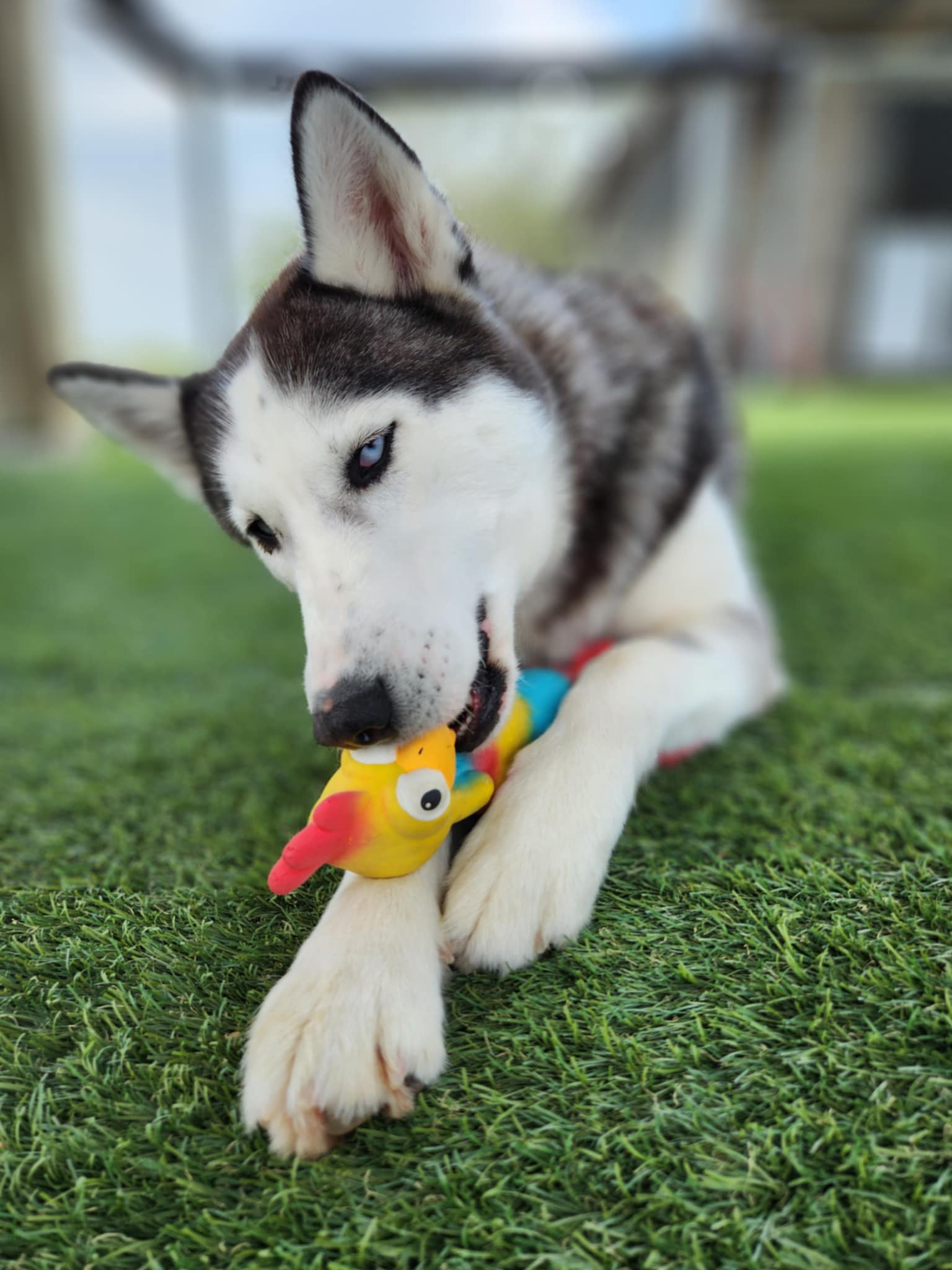 Volunteer kneeling next to multiple dogs
