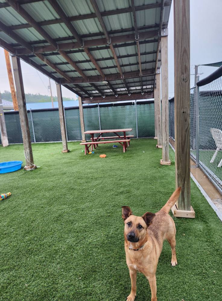Tan shelter dog standing in covered outdoor run