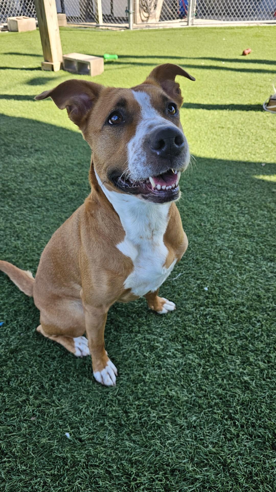 Dog in shelter kennel environment