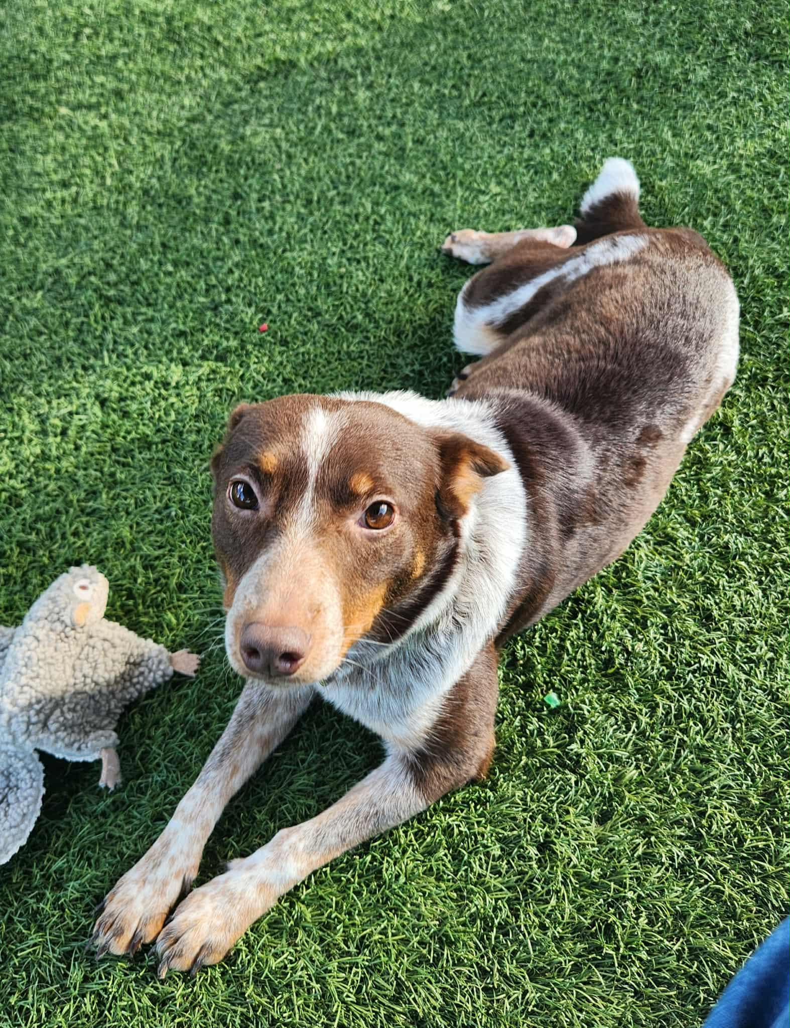 Brown and white dog resting on turf in a shelter play yard