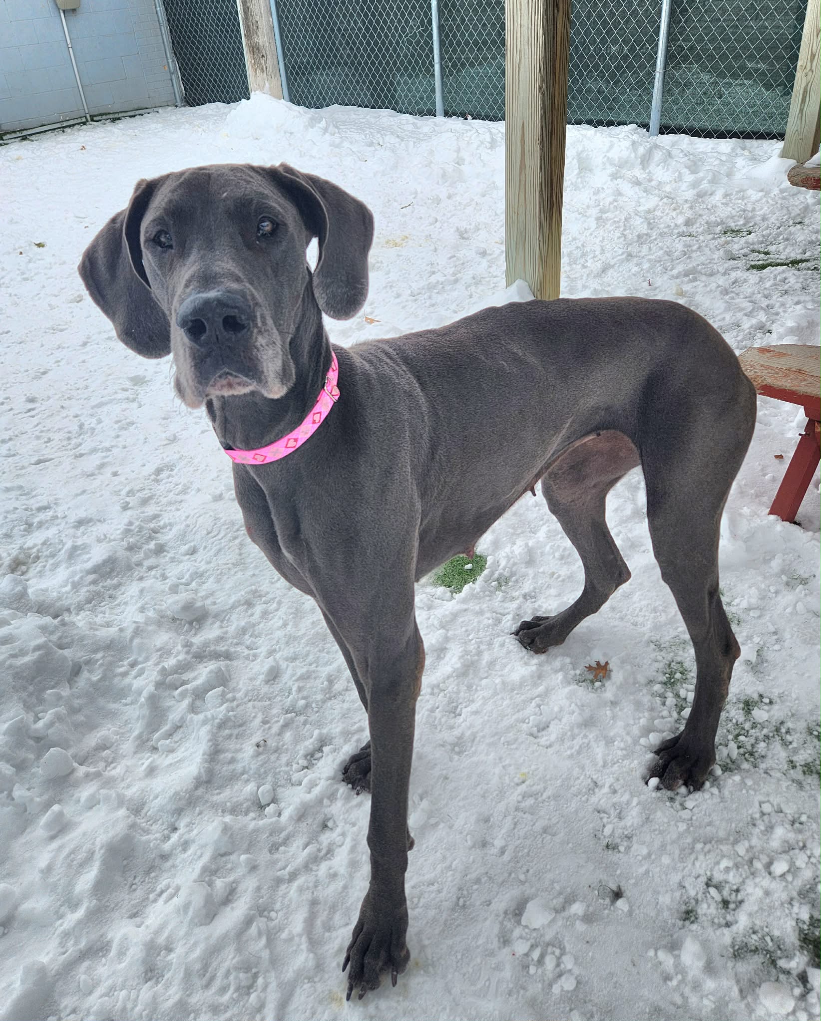 Tri-color dog sitting in light snow and looking directly at camera