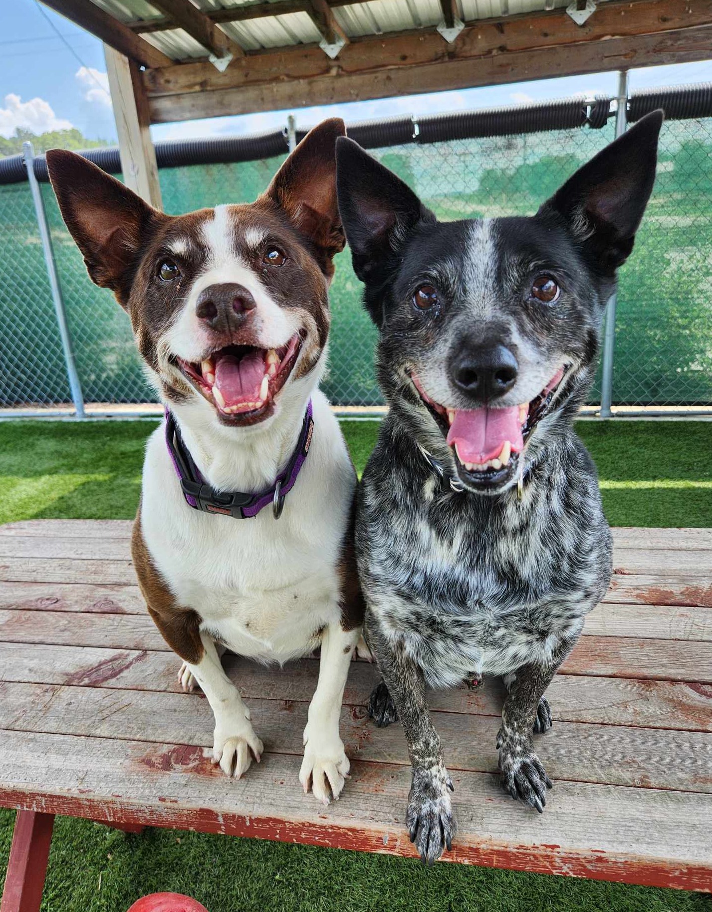 Two shelter dogs seated together on an indoor floor