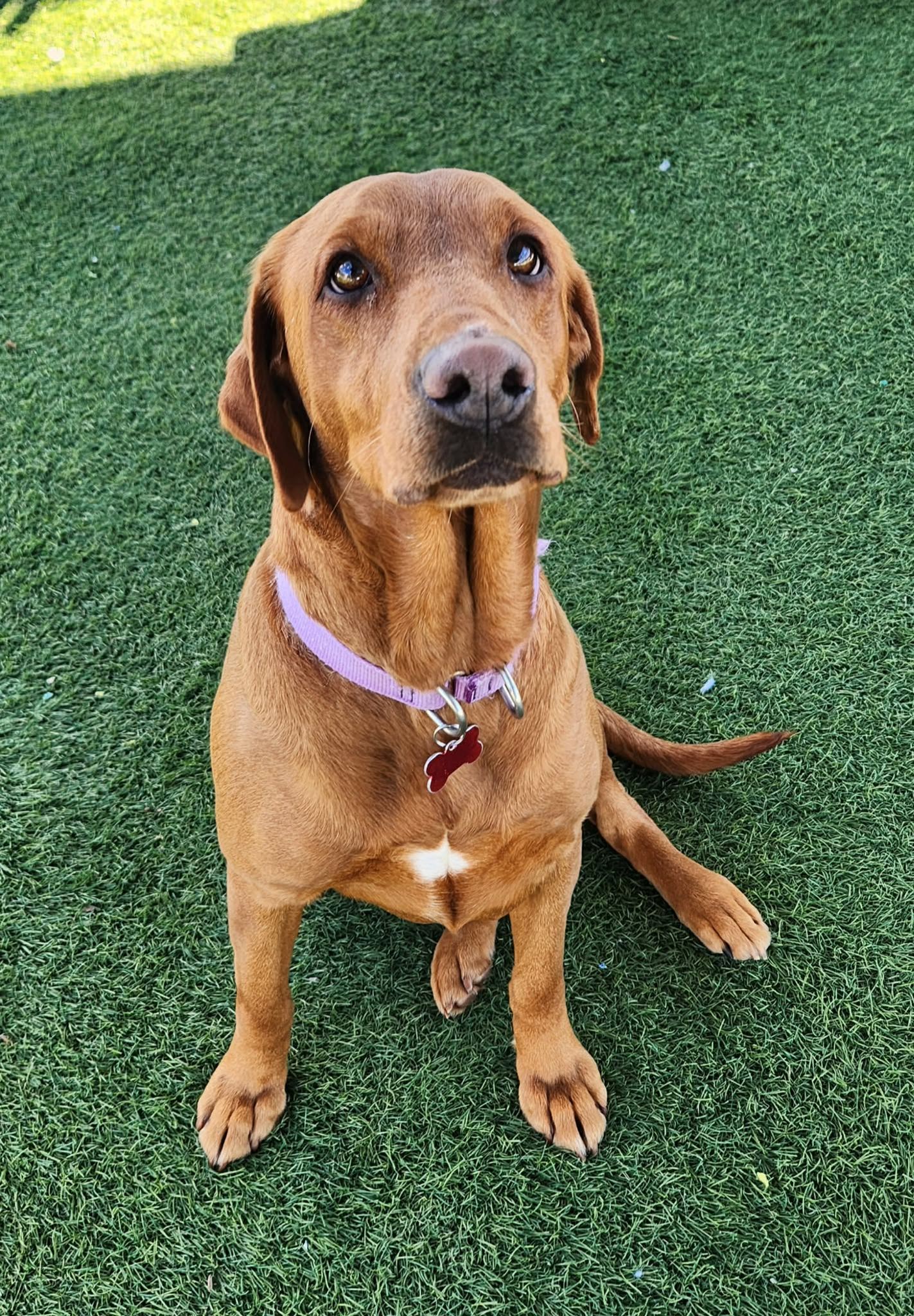 Brown dog sitting attentively on turf and looking toward camera